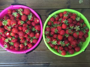 Alla jordgubbar vi plockade...det blev ganska mycket😜🍓men det är ju sååå gott!!!